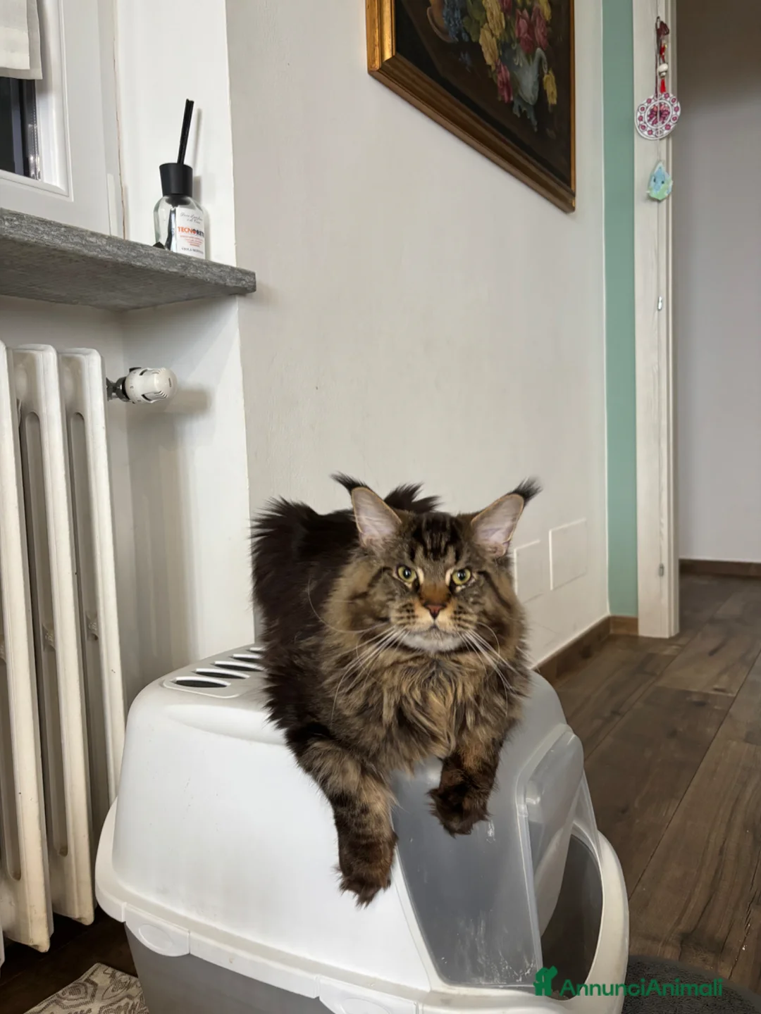 Maine Coon gatti in vendita: Cuccioli Mainecoon  a Città Metropolitana di Torino - Annuncio 2