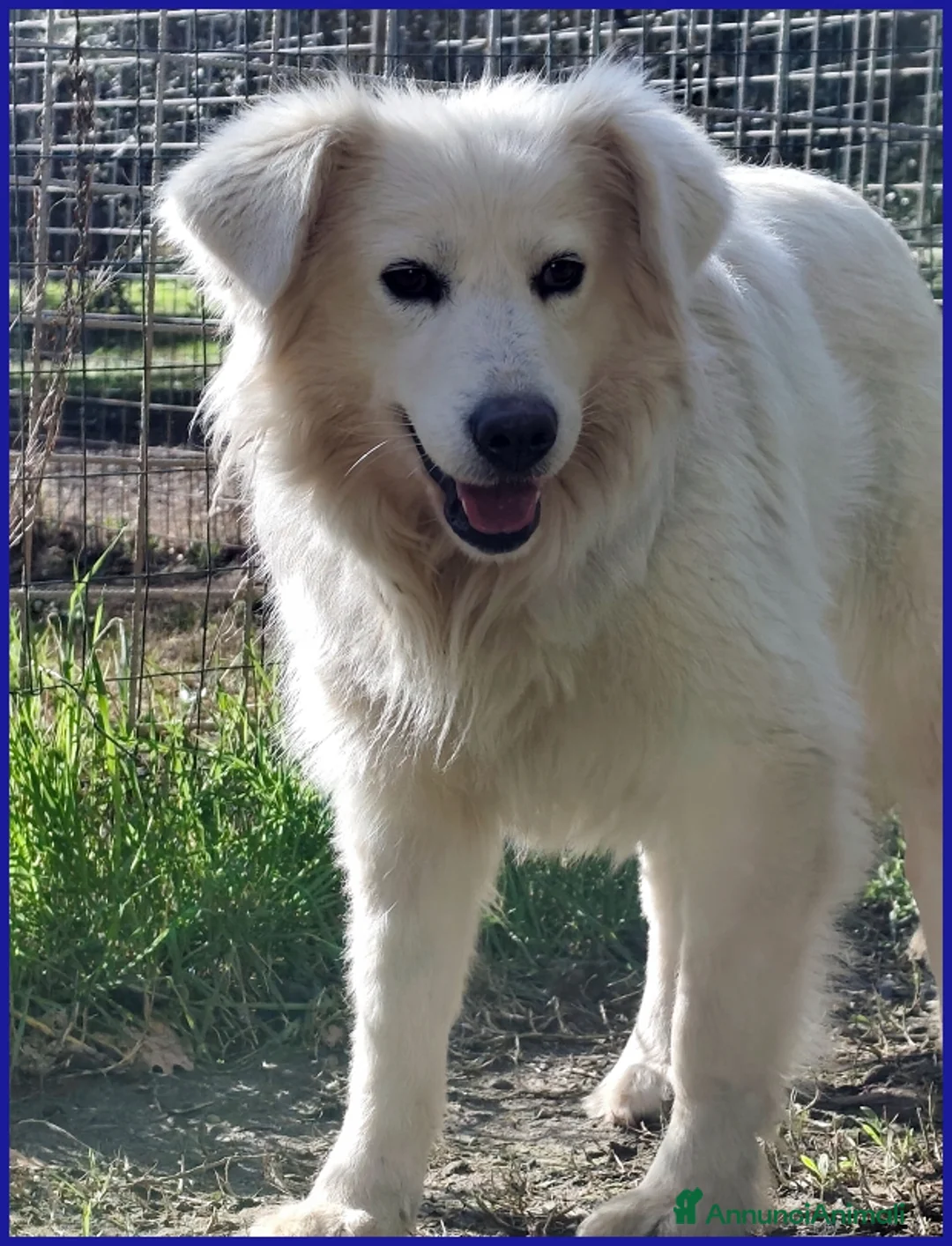 Meticcio cani in regalo: UFFA, SIMIL MAREMMANA 3 ANNI - Annuncio 2