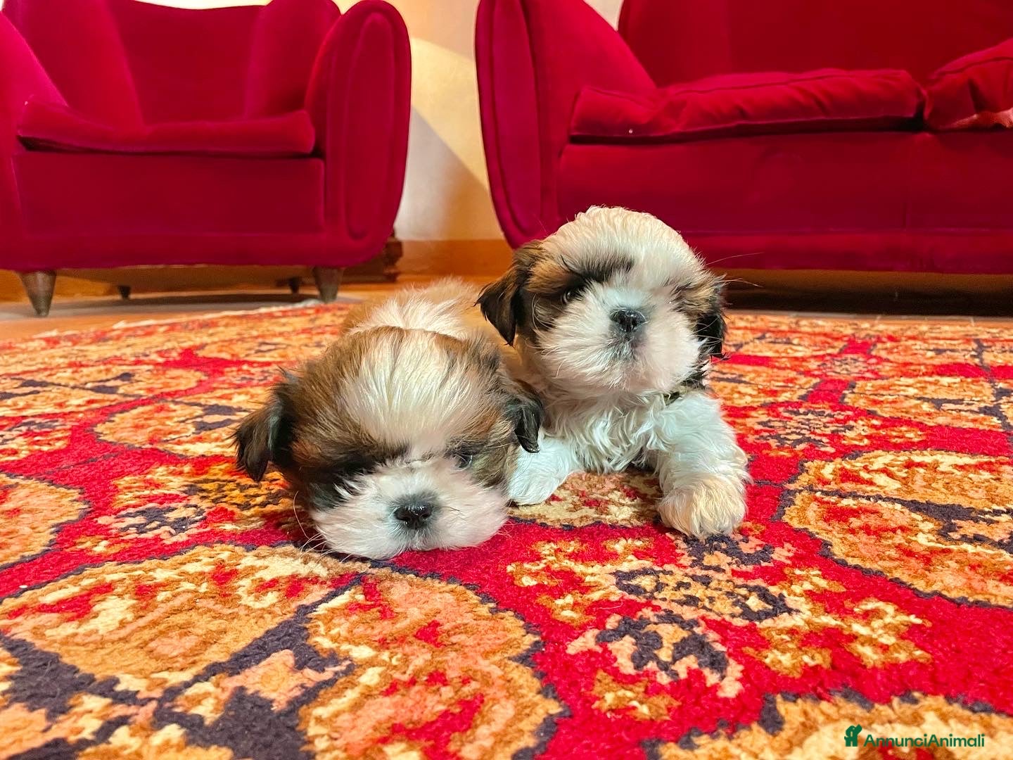 Shih Tzu cani SHIHTZU CON PEDIGREE ENCI - Annuncio 3
