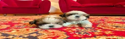 Shih Tzu cani in vendita: SHIHTZU CON PEDIGREE ENCI - Annuncio 1