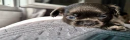 Chihuahua cani in vendita: Chihuahua pelo lungo lilac  - Annuncio 5