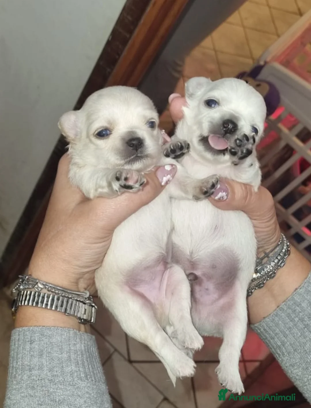 Chihuahua cani in vendita: Chihuahua  - Annuncio 4