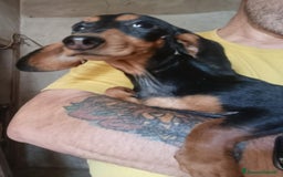 Bassotto cani in vendita: Bassotto Kaninchen a Provincia di Pavia - Immagine 8