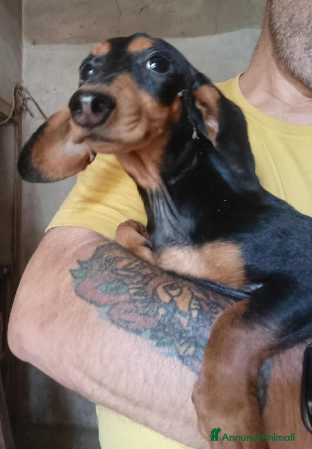 Bassotto cani in vendita: Bassotto Kaninchen a Provincia di Pavia - Immagine 8