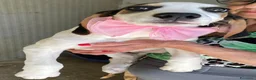 Meticcio cani in regalo: CHI ADOTTA SELENE? - Annuncio 3