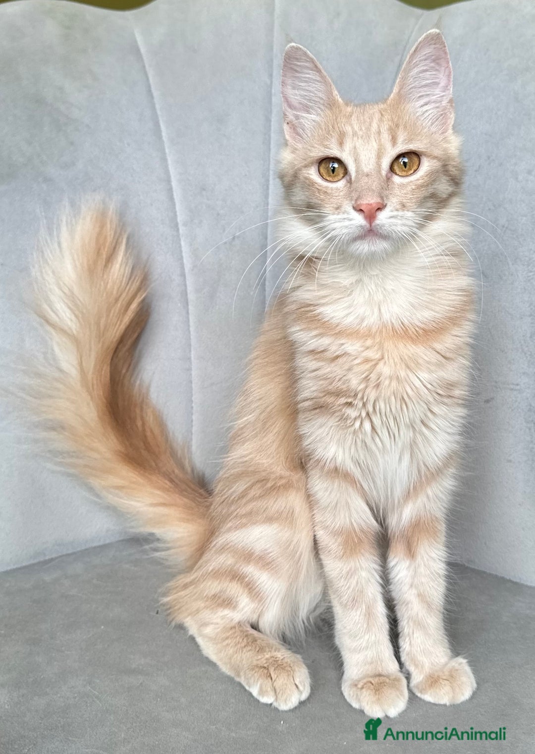 Angora turco gatti in vendita: Angora Turco, gattina di razza - Annuncio 5