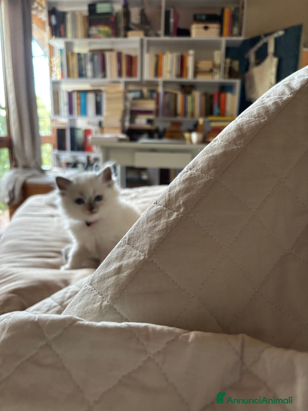 Ragdoll gatti in vendita: Splendidi gattini Ragdoll con pedigree  - Annuncio 14