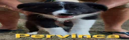 Border Collie cani in vendita: 3 cucciole Border Collie - Annuncio 11
