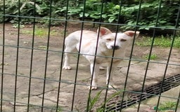 Meticcio cani in regalo: ALICE  a Città Metropolitana di Torino - Immagine 20