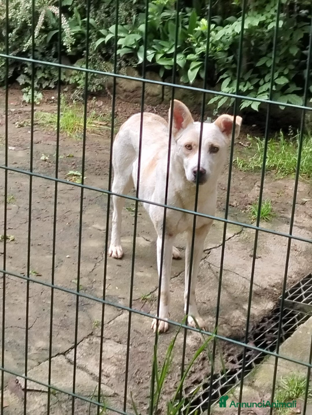 Meticcio cani in regalo: ALICE  a Città Metropolitana di Torino - Immagine 20