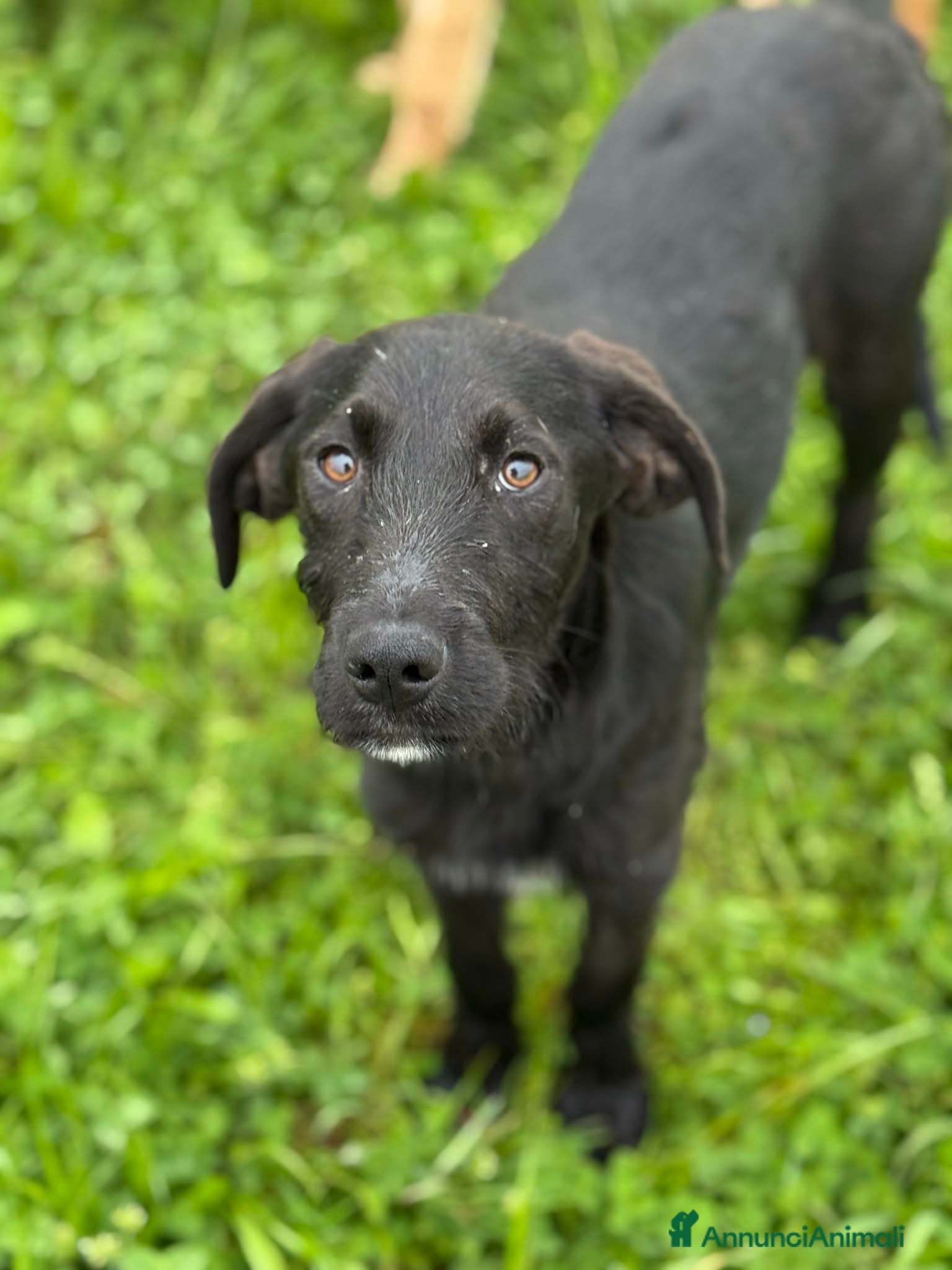 Labrador cani in regalo: KIRA e KALA, cucciolone mix LABRADOR! Dolcissime - Annuncio 8