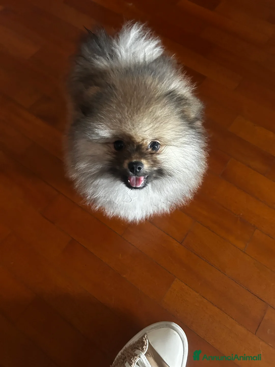 Spitz cani in vendita: SPITZ NANO DI POMERANIA MASCHIETTI  - Annuncio 1