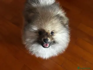 Spitz cani SPITZ NANO DI POMERANIA MASCHIETTI - Annuncio 4