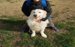 Pastore Maremmano cani in regalo: BATUFFOLOSO RUSSEL, ADOZIONE DEL CUORE a Provincia di Latina - Immagine 4