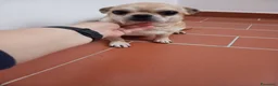 Chihuahua cani in vendita: Chihuahua femmine con pedigree  a Provincia di Brescia - Annuncio 1