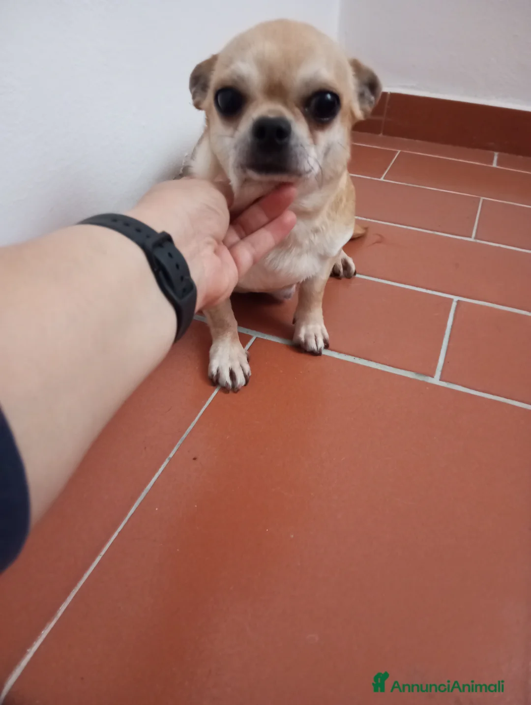 Chihuahua cani in vendita: Chihuahua femmine con pedigree  a Provincia di Brescia - Annuncio 1