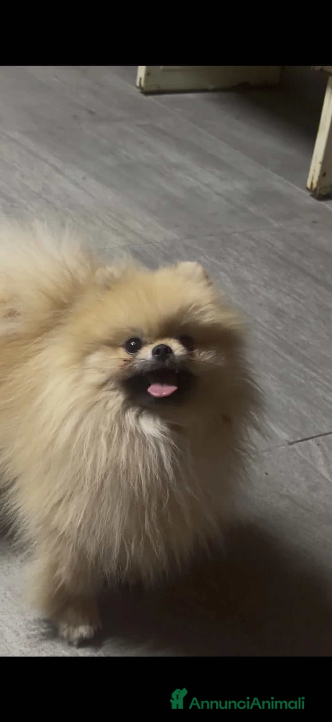 Volpino Pomerania cani in vendita: Bellissima femmina di Pomerania nano - Annuncio 2