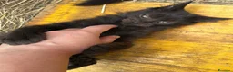 Maine Coon gatti in vendita: Cucciolo black smoke di maine coon (Tequila) - Annuncio 5