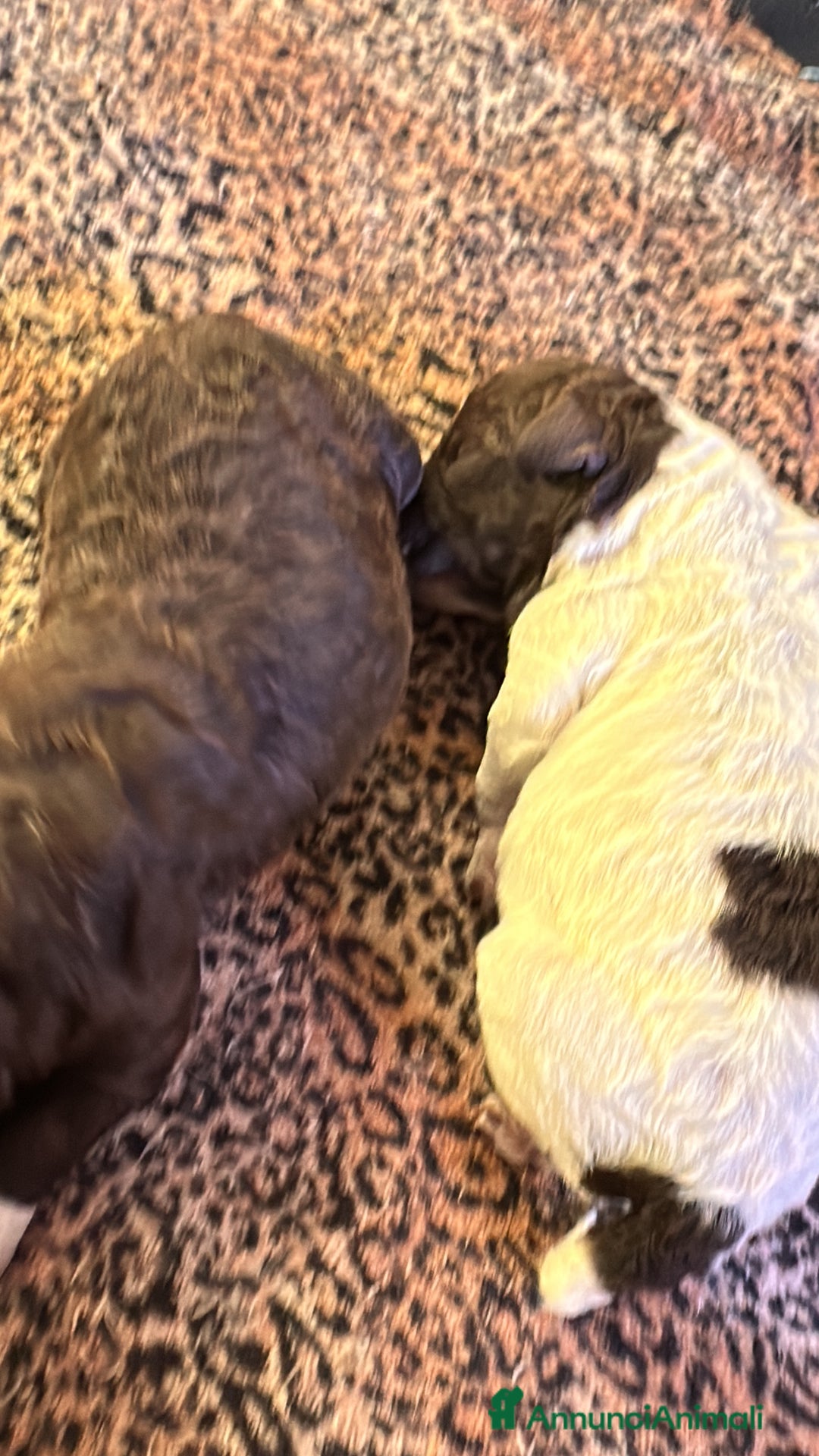 Lagotto cani in vendita: cuccioli Lagotto - Annuncio 6