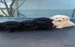 Barboncino cani in vendita: Barboncini disponibili a Provincia di Pordenone - Immagine 2