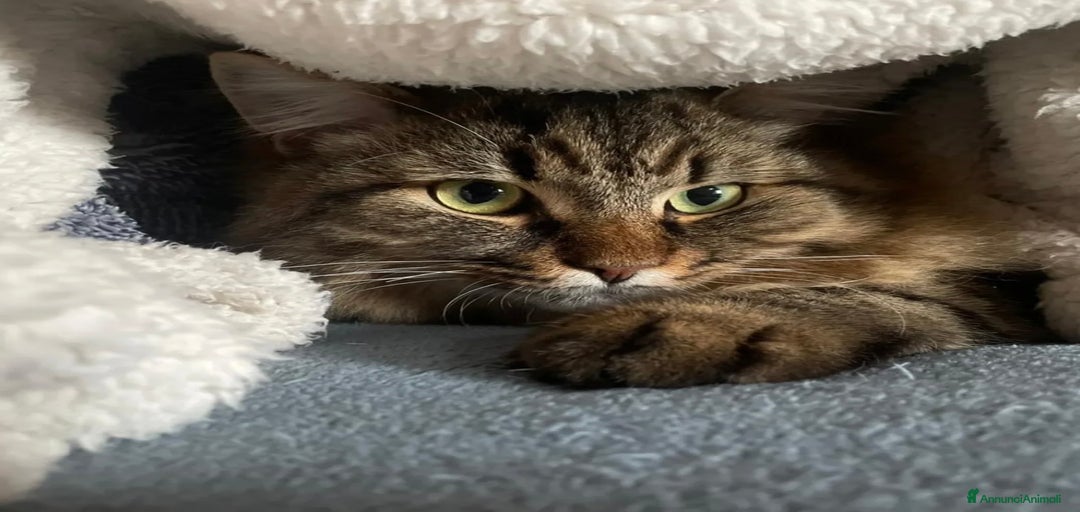 Immagine della galleria {{count}}