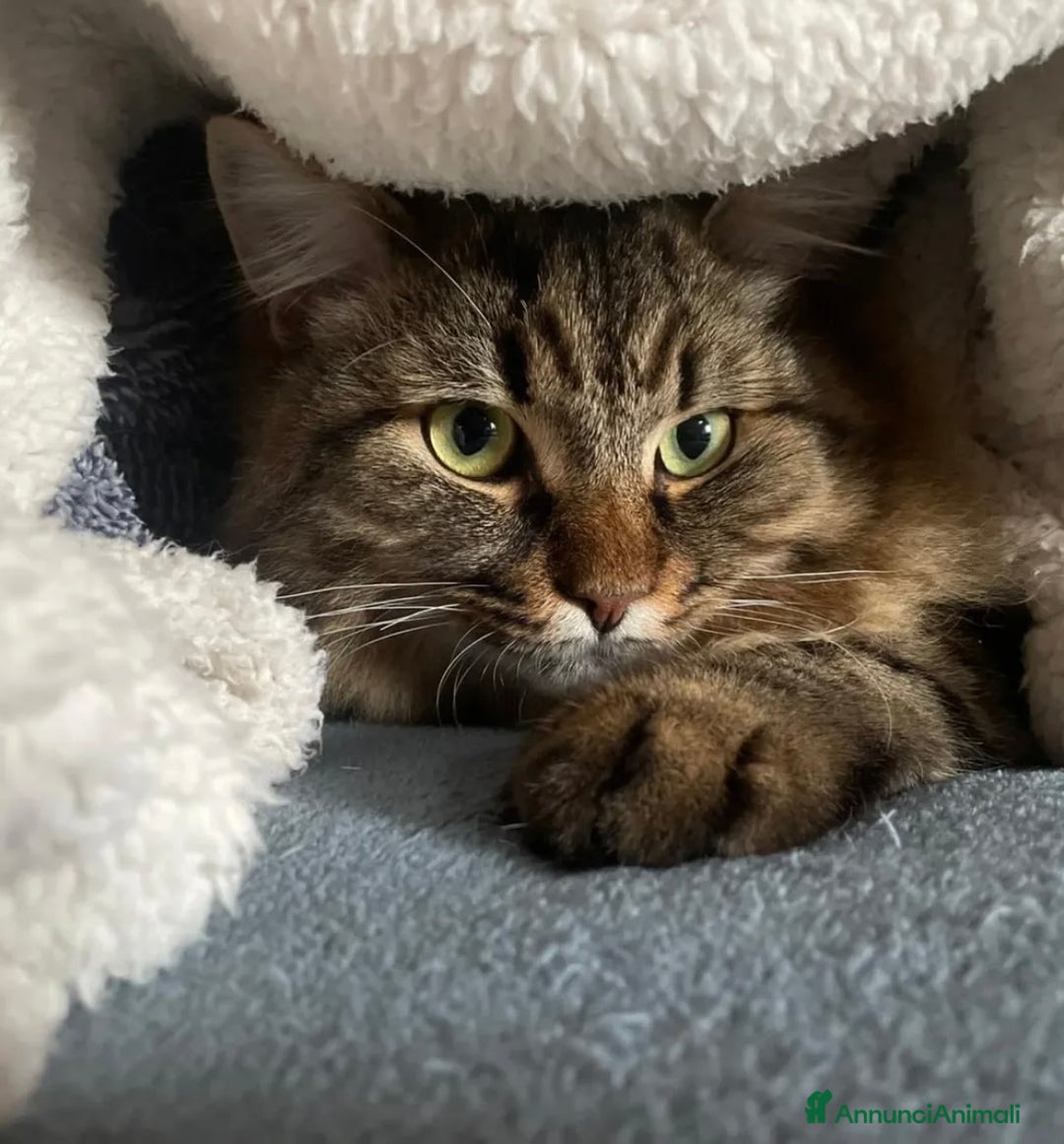 Immagine della galleria {{count}}