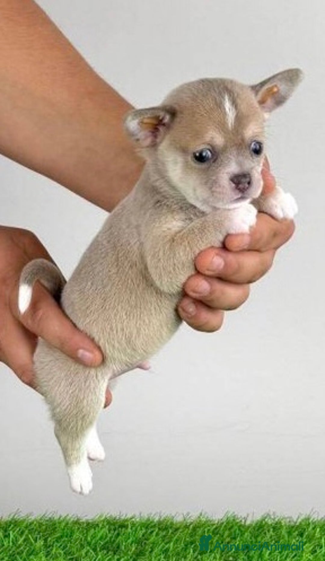 Chihuahua cani in vendita: Chiuvava - Annuncio 1