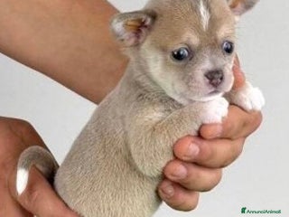 Chihuahua cani Chiuvava - Annuncio 1