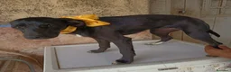 Meticcio cani in regalo: UNA MAMMA PER FIONA a Provincia di Varese - Annuncio 6