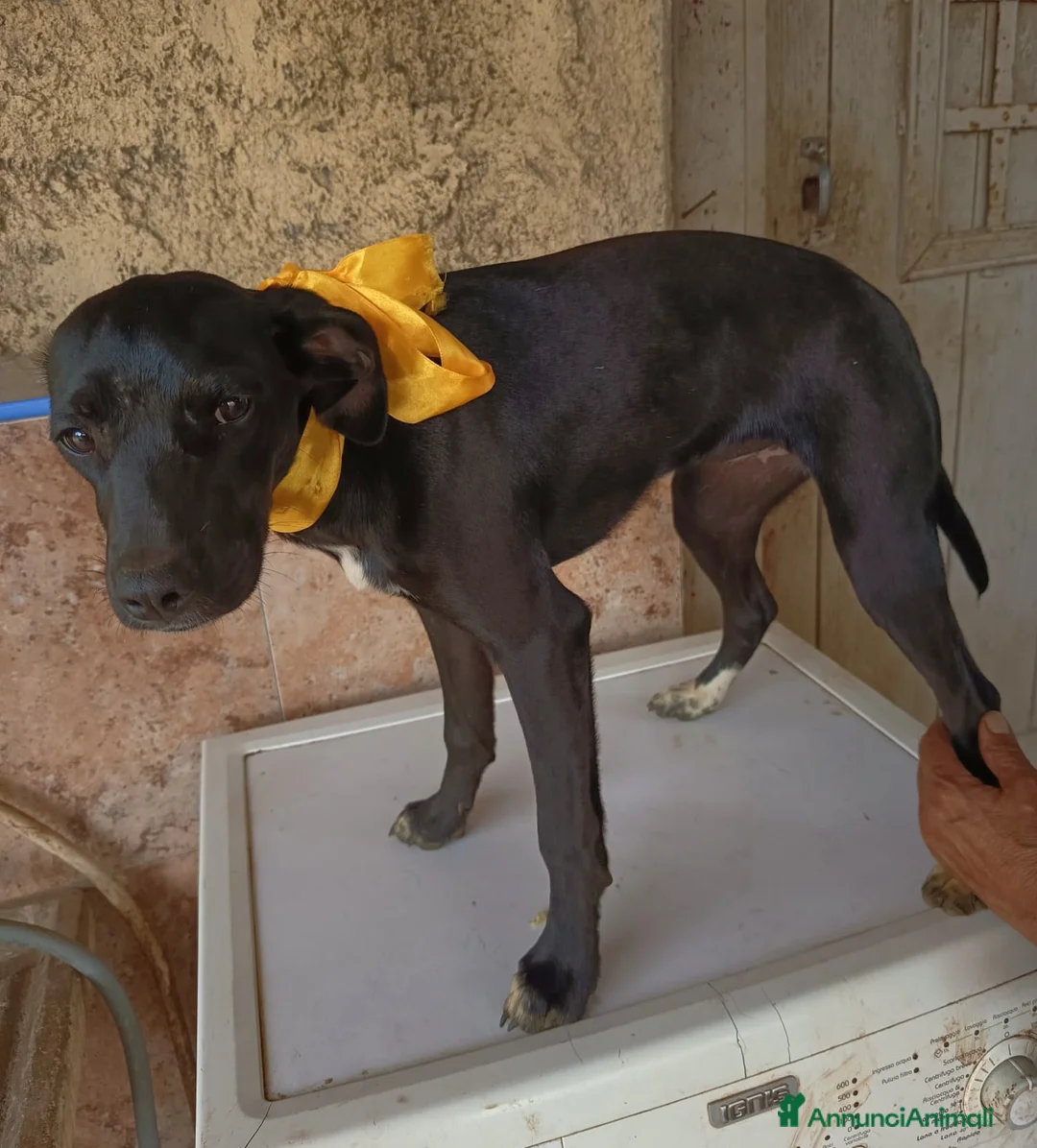Meticcio cani in regalo: UNA MAMMA PER FIONA a Provincia di Varese - Annuncio 6