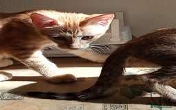 Altre razze gatti in regalo: Regalo tre bellissimi cuccioli  a Provincia di Pisa - Immagine 2