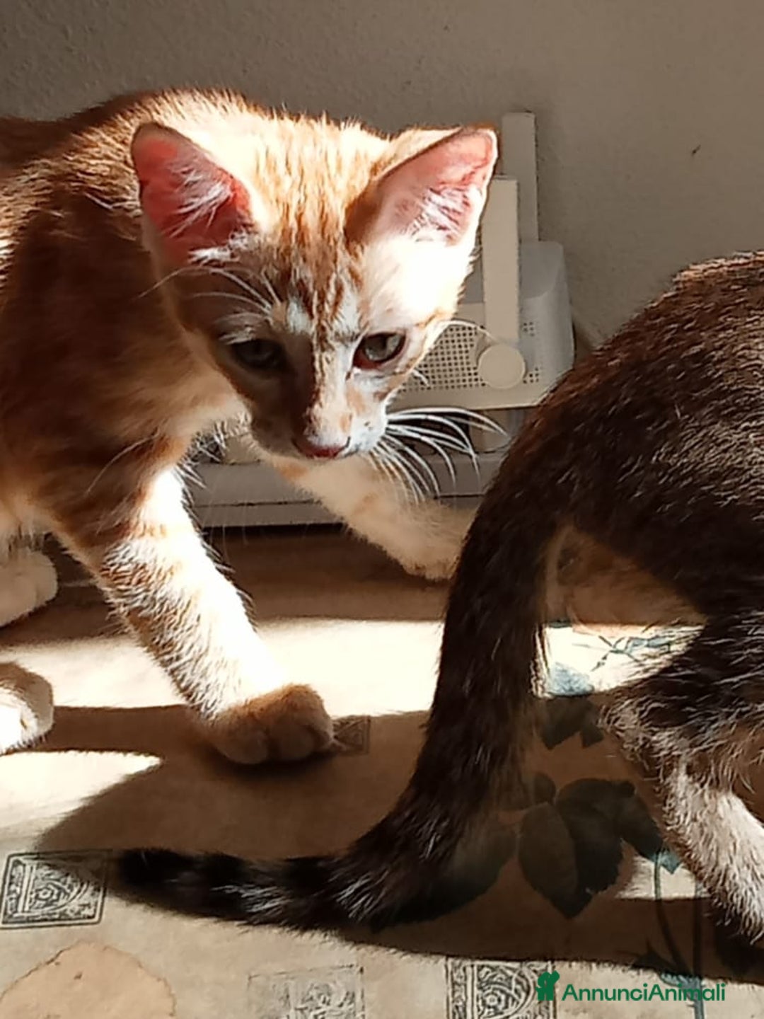 Altre razze gatti in regalo: Regalo tre bellissimi cuccioli  a Provincia di Pisa - Immagine 2