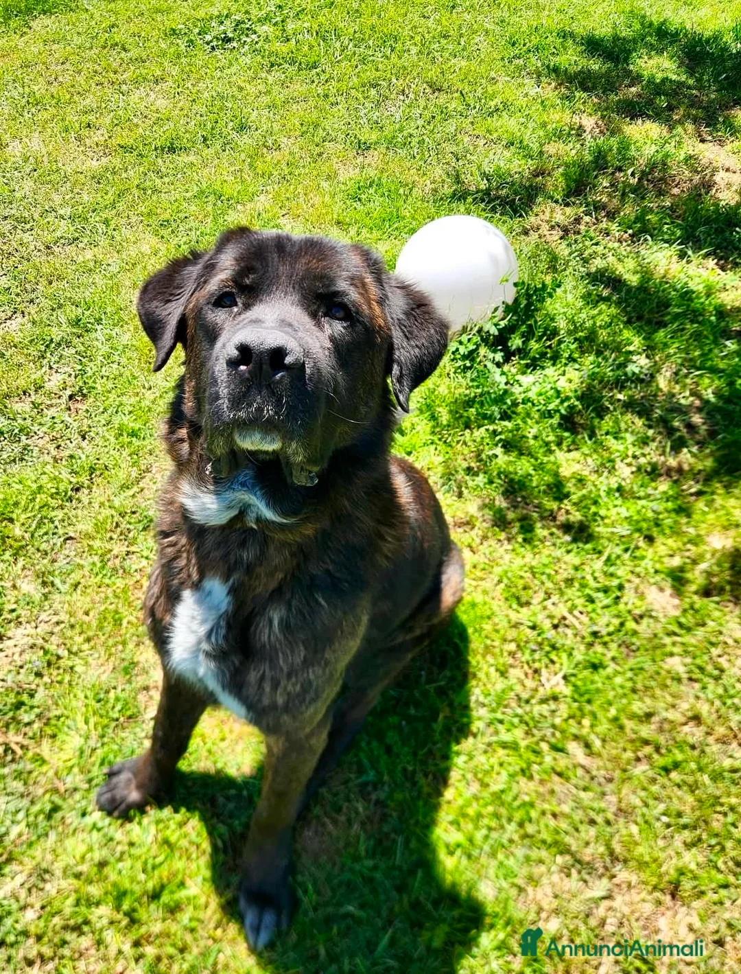 Meticcio cani in regalo: Simil Corso 5 anni - Annuncio 1