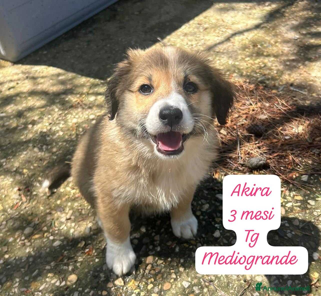 Meticcio cani Adotta un cucciolo senza casa - Annuncio 2