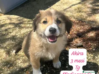 Meticcio cani Adotta un cucciolo senza casa - Annuncio 2