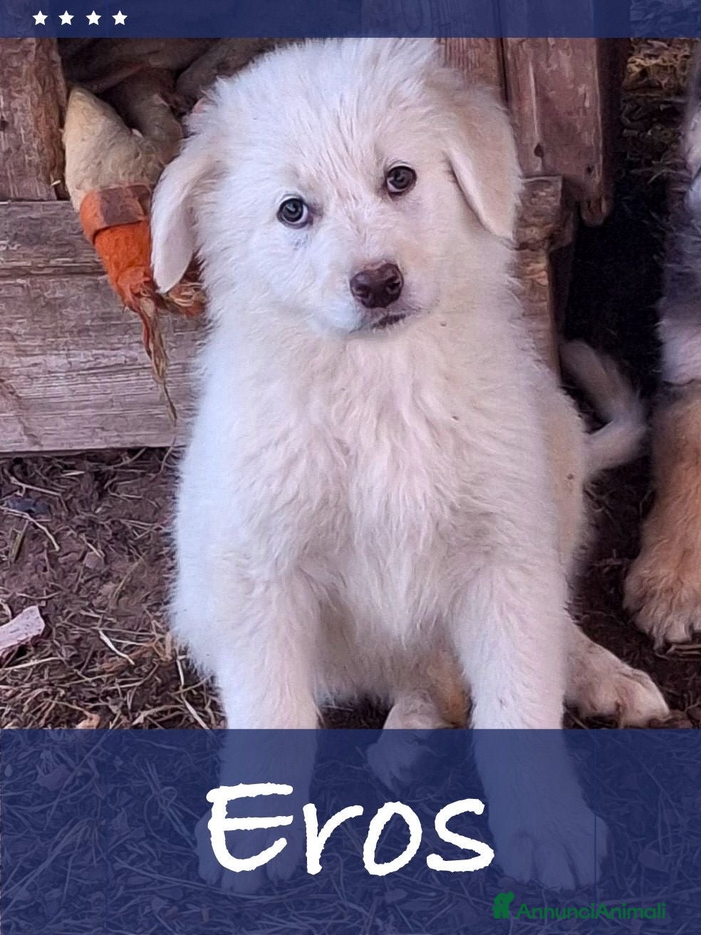 Meticcio cani EROS 💙 - cucciolo futura taglia medio-grande🥰 - Annuncio 28