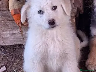 Meticcio cani EROS 💙 - cucciolo futura taglia medio-grande🥰 - Annuncio 28