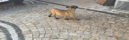 Pastore Belga cani in vendita: Femmine Pastore Belga Malinois - Annuncio 7