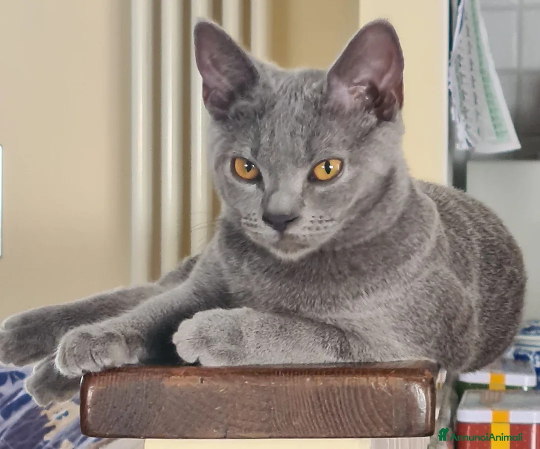 Certosino gatti in vendita: Gattini Certosini con Pedigree ANFI a Provincia di Forlì-Cesena - Annuncio 2