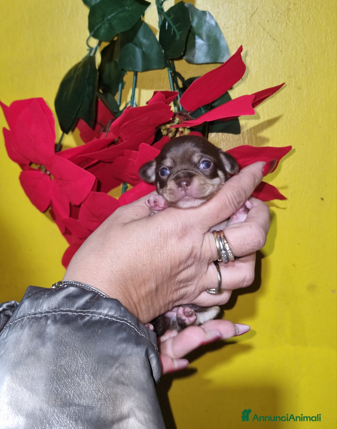 Chihuahua cani in vendita: Cuccioli di chihuahua  - Annuncio 10