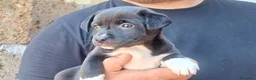 Meticcio cani in regalo: LO SPLENDIDO ABRAMO CERCA LA SUA CASA PER LA VITA - Annuncio 4