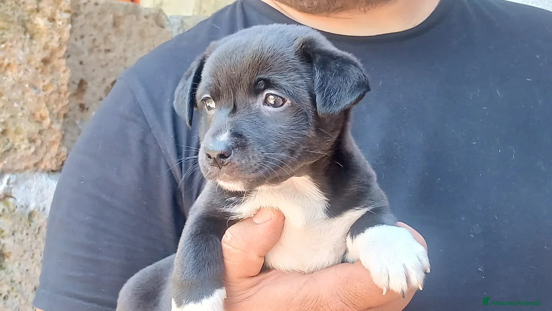 Meticcio cani in regalo: LO SPLENDIDO ABRAMO CERCA LA SUA CASA PER LA VITA - Annuncio 4
