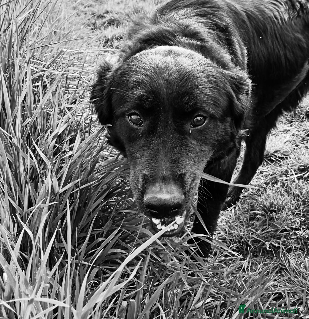 Meticcio cani in regalo: Antonia cucciolona mix labrador color cioccolato a Provincia di Latina - Annuncio 4