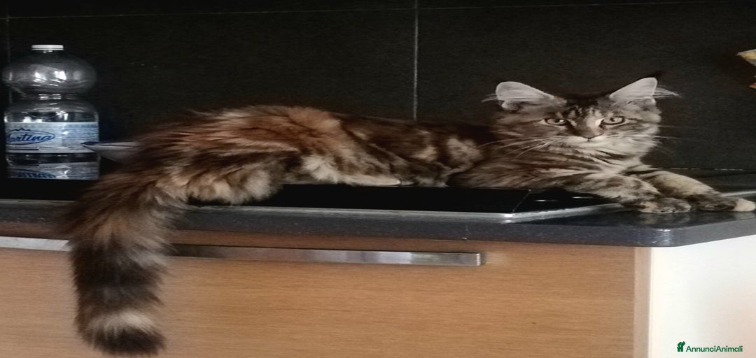 Immagine della galleria {{count}}