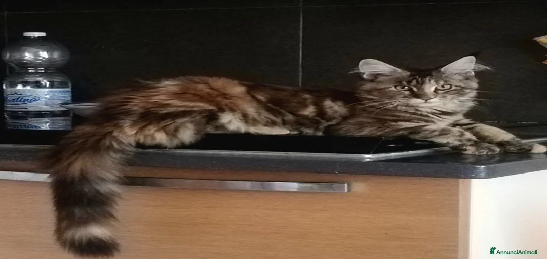 Immagine della galleria {{count}}