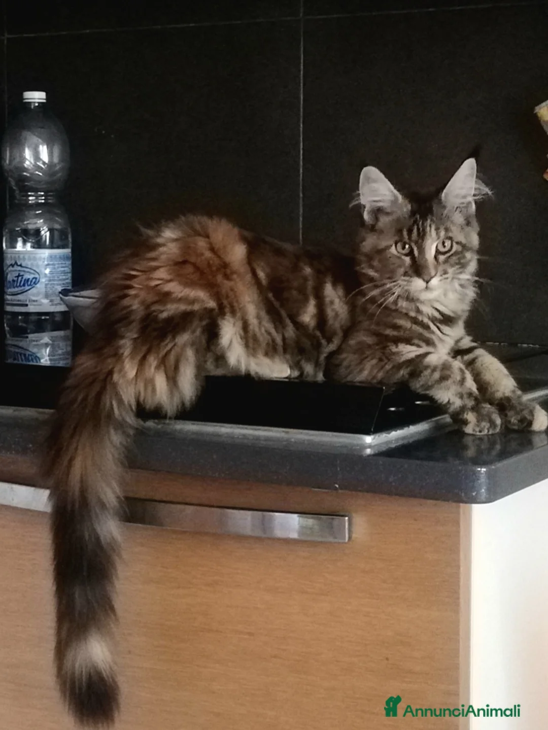 Immagine della galleria {{count}}