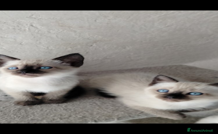 Siamese gatti a Provincia di Potenza - Annuncio 1