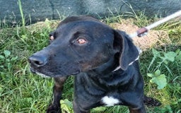 Labrador cani in regalo: Trump, simil labrador strepitoso nero a Provincia di Latina - Immagine 1