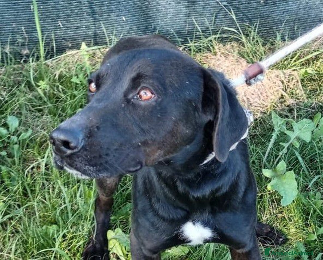 Labrador cani in regalo: Trump, simil labrador strepitoso nero a Provincia di Latina - Immagine 1