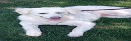 Meticcio cani in regalo: Fatima dolcissima e bravissima con tutti a Città Metropolitana di Firenze - Annuncio 10